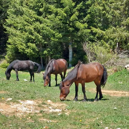 Gorske * Jahorina